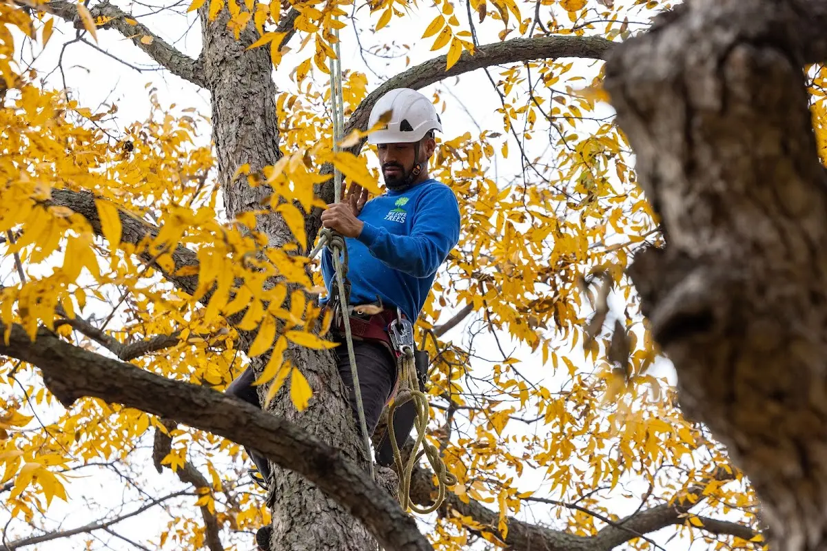 Skilled Emergency Tree Service crew working in Bush
