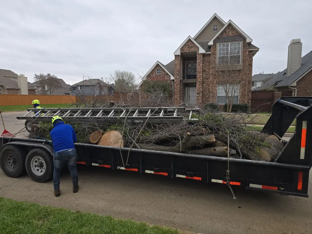 Expert Tree Removal with proper safety equipment in Bush